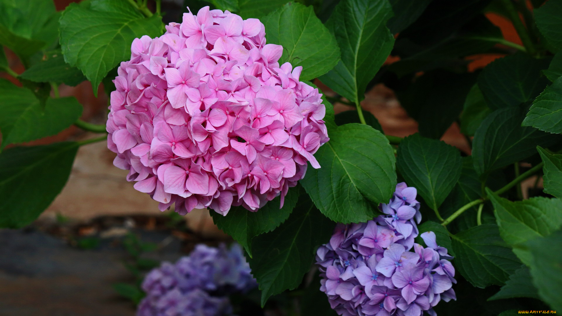 цветы, гортензия, розовая, куст