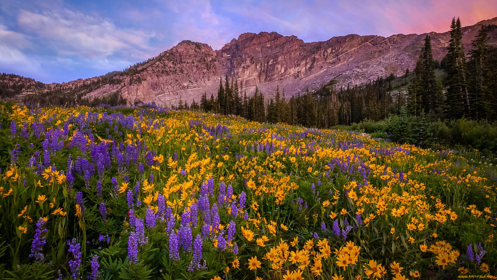 природа, луга, горы, луг, лето, цветы