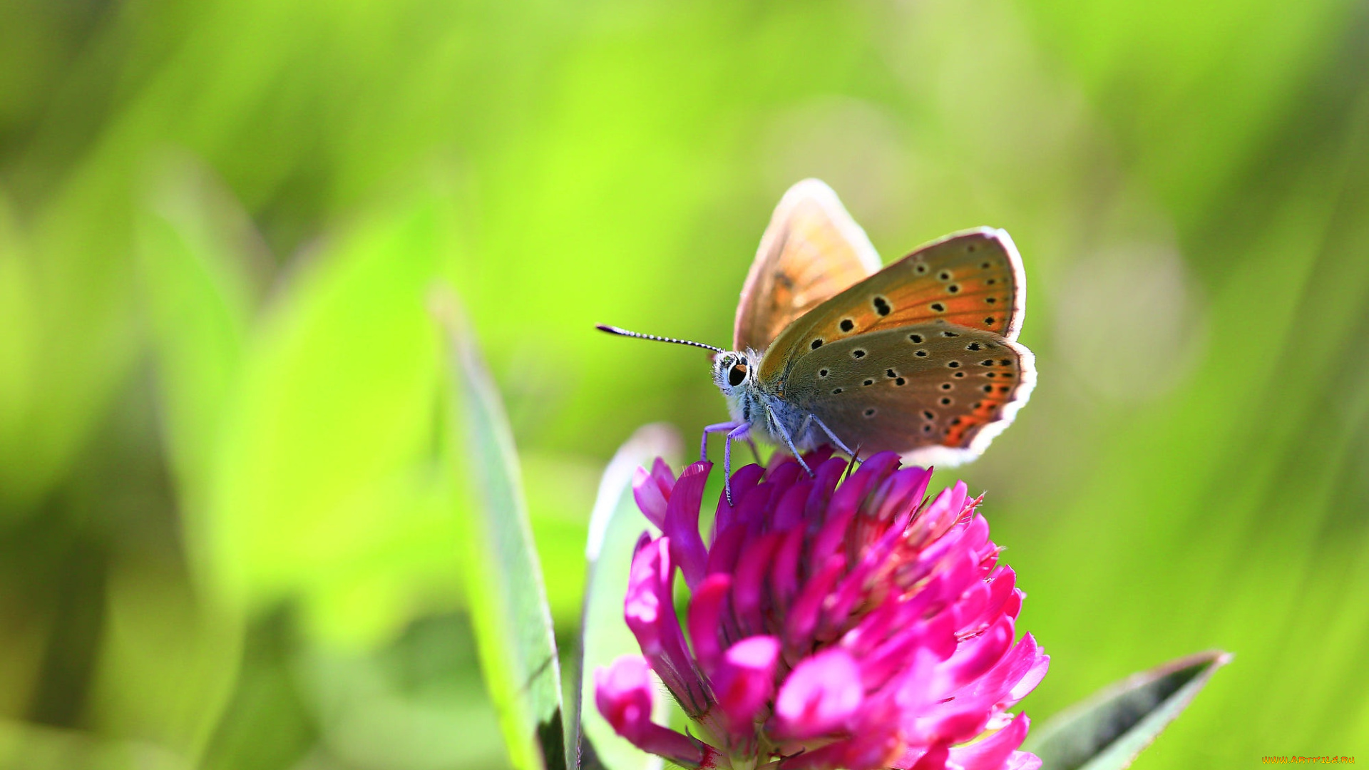 животные, бабочки, , мотыльки, , моли, цветок, макро