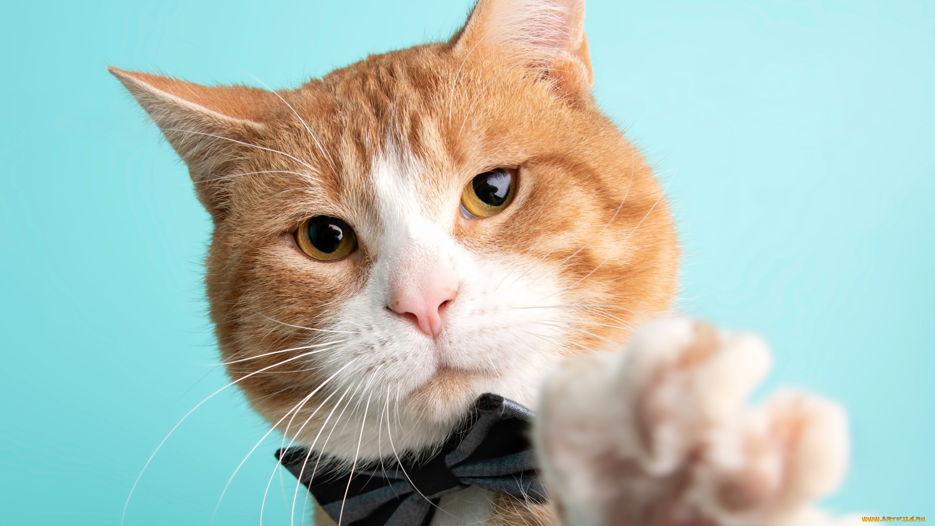 животные, коты, кот, кошка