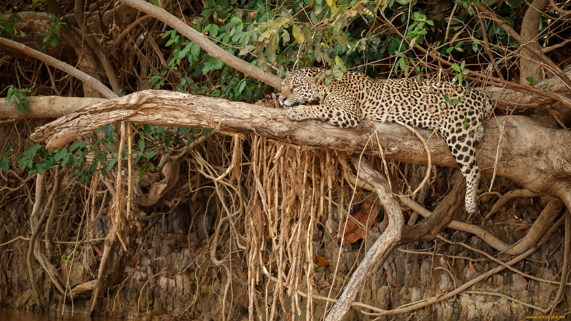 животные, леопарды, леопард