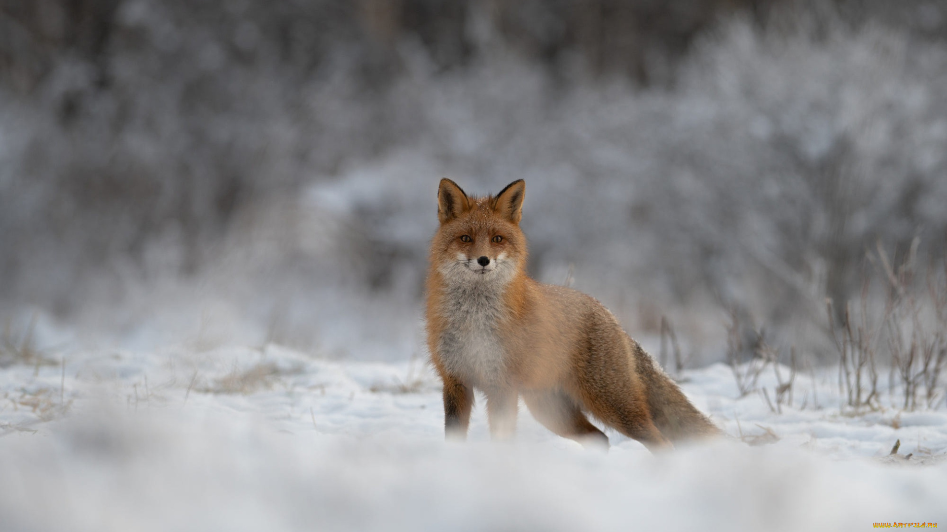 животные, лисы, лиса