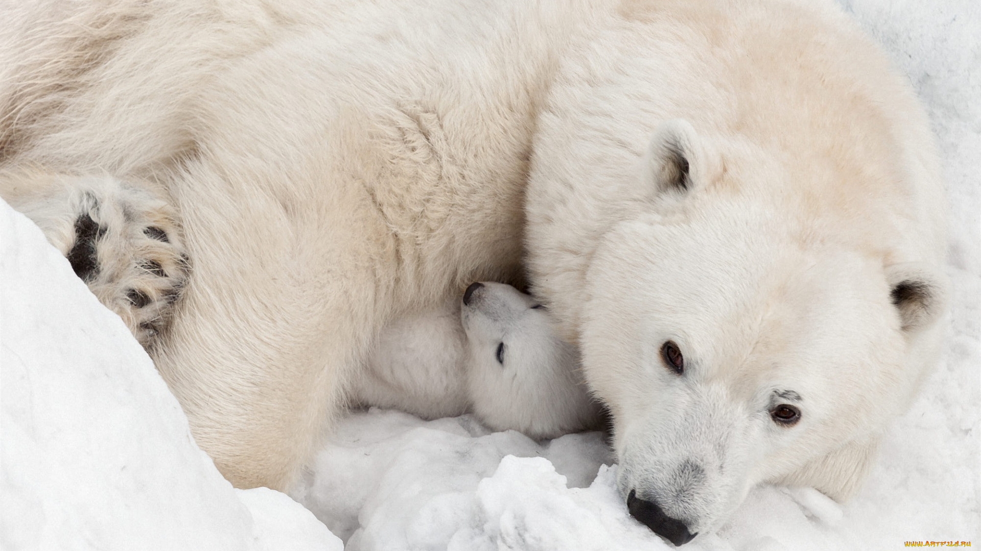 животные, медведи, белая, медведица