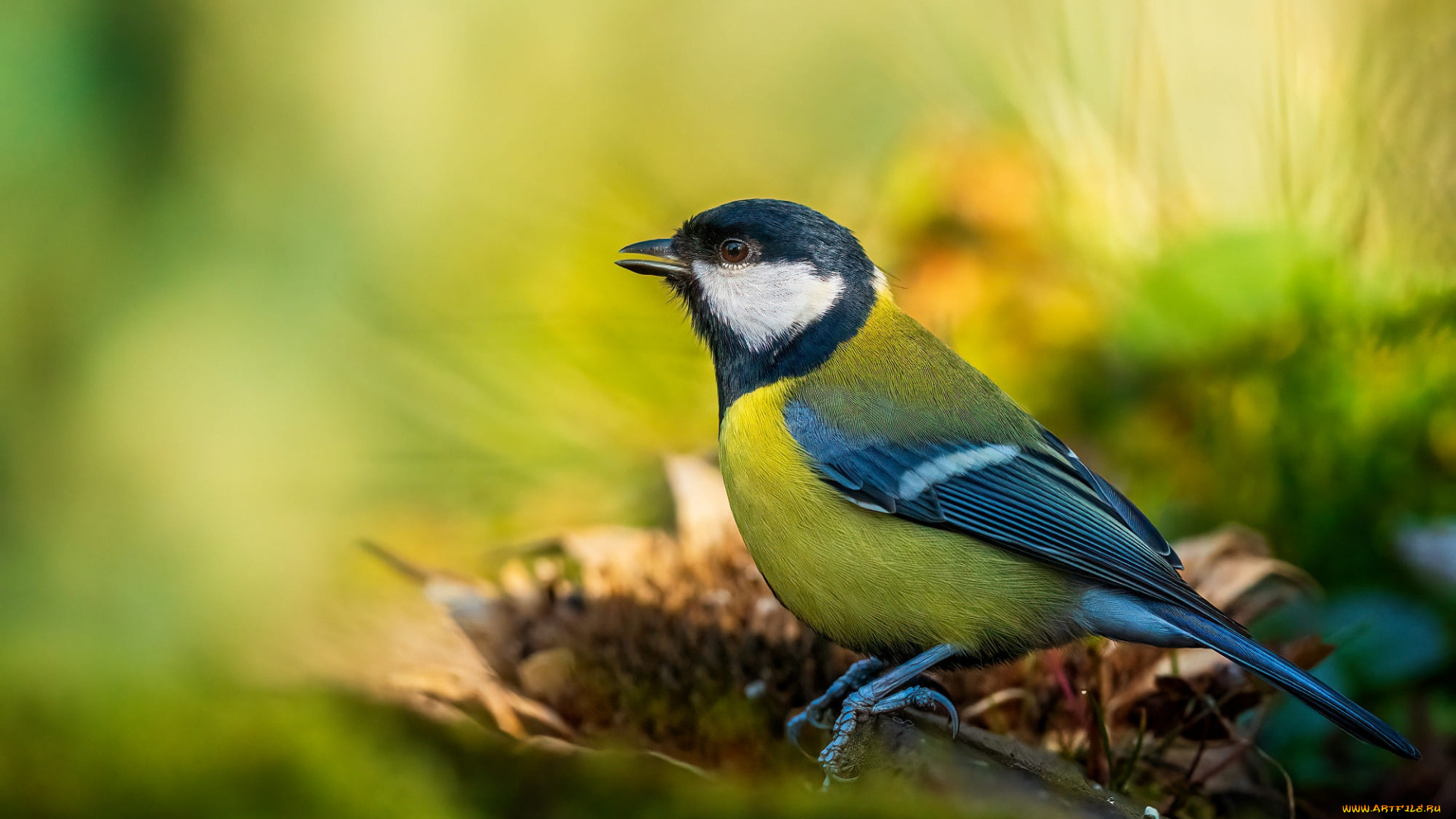 животные, синицы, , лазоревки, птички