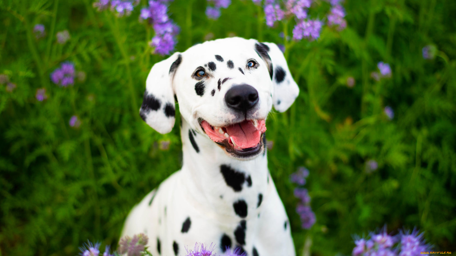 животные, собаки, собака