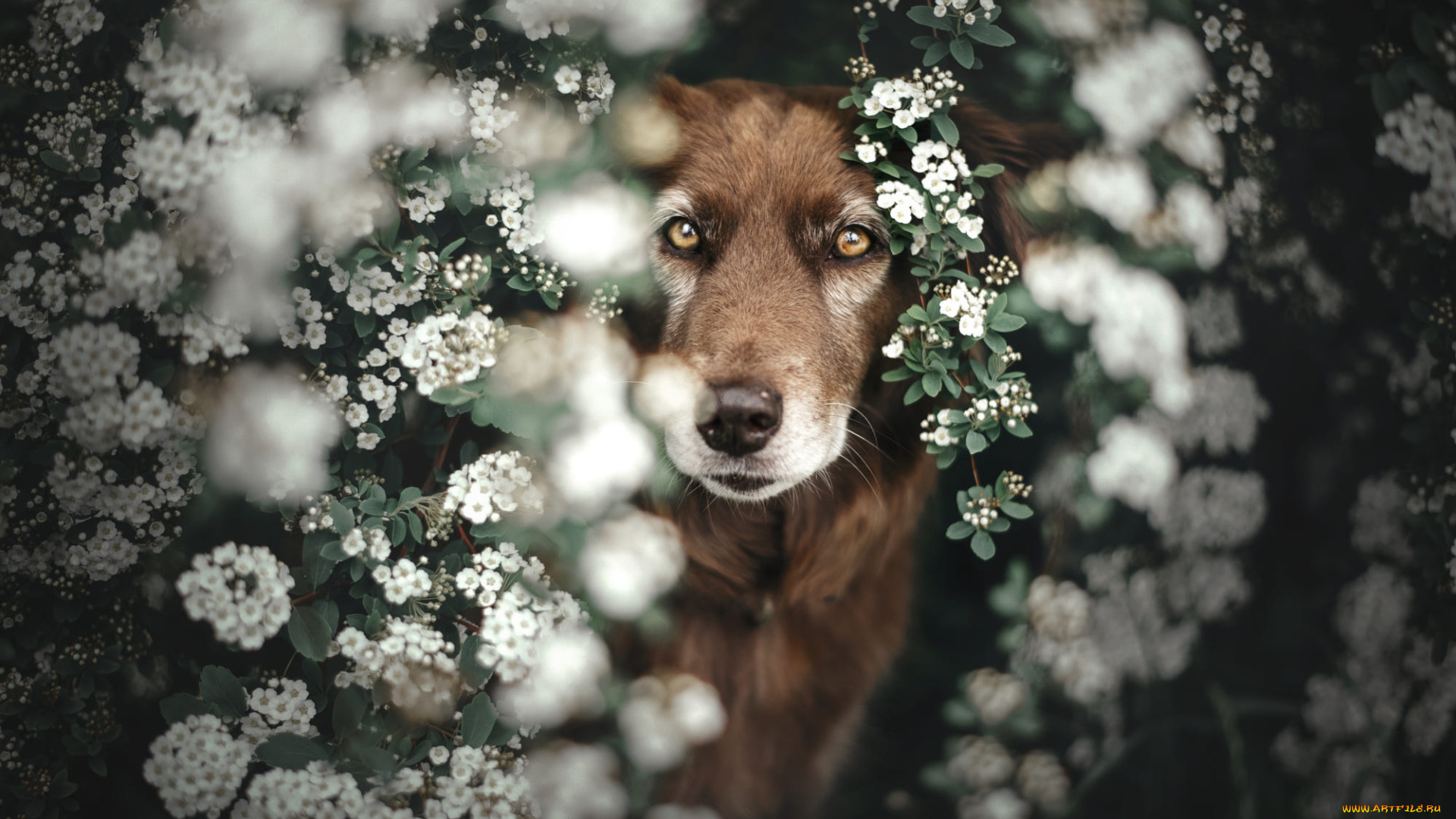 животные, собаки, собака