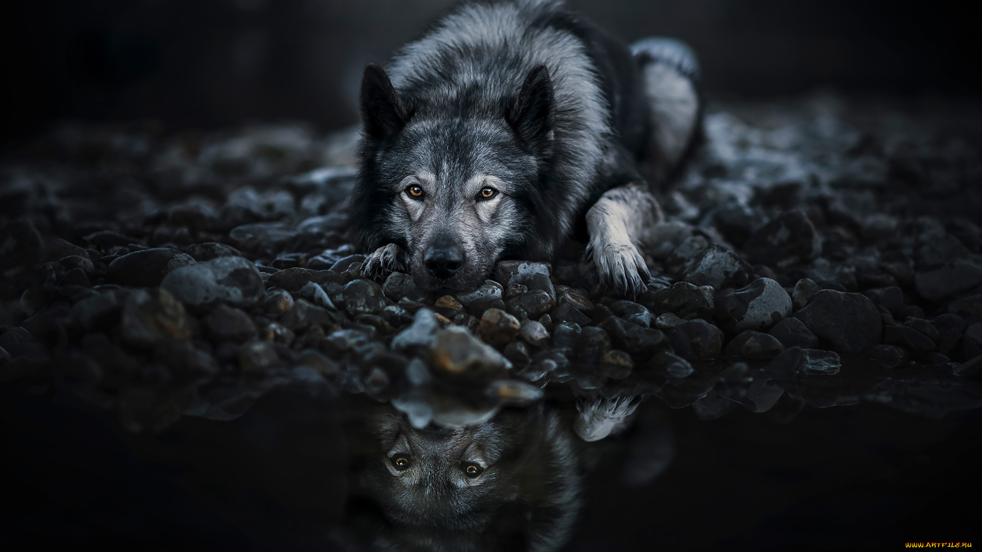 животные, собаки, собака