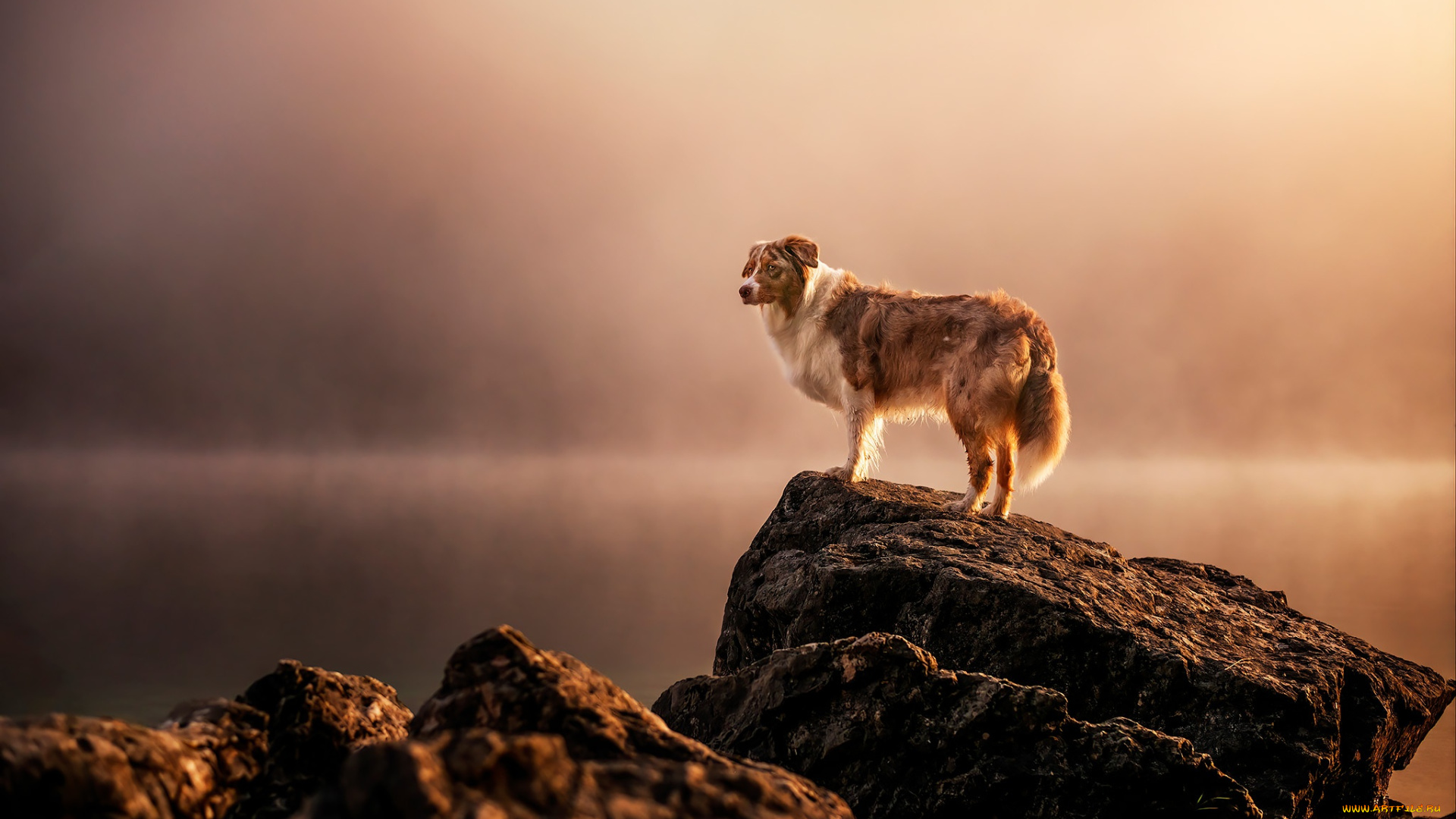 животные, собаки, собака