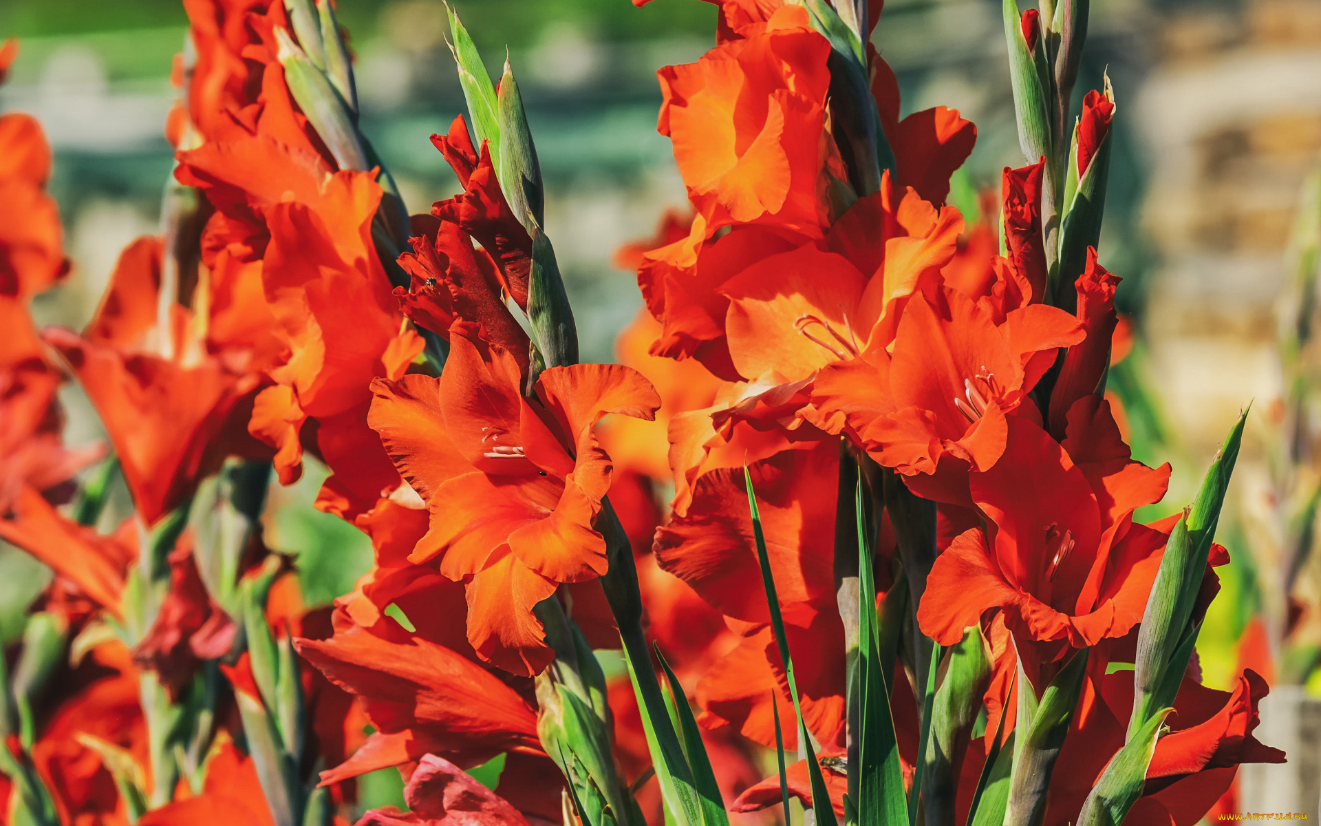 цветы, гладиолусы, алые