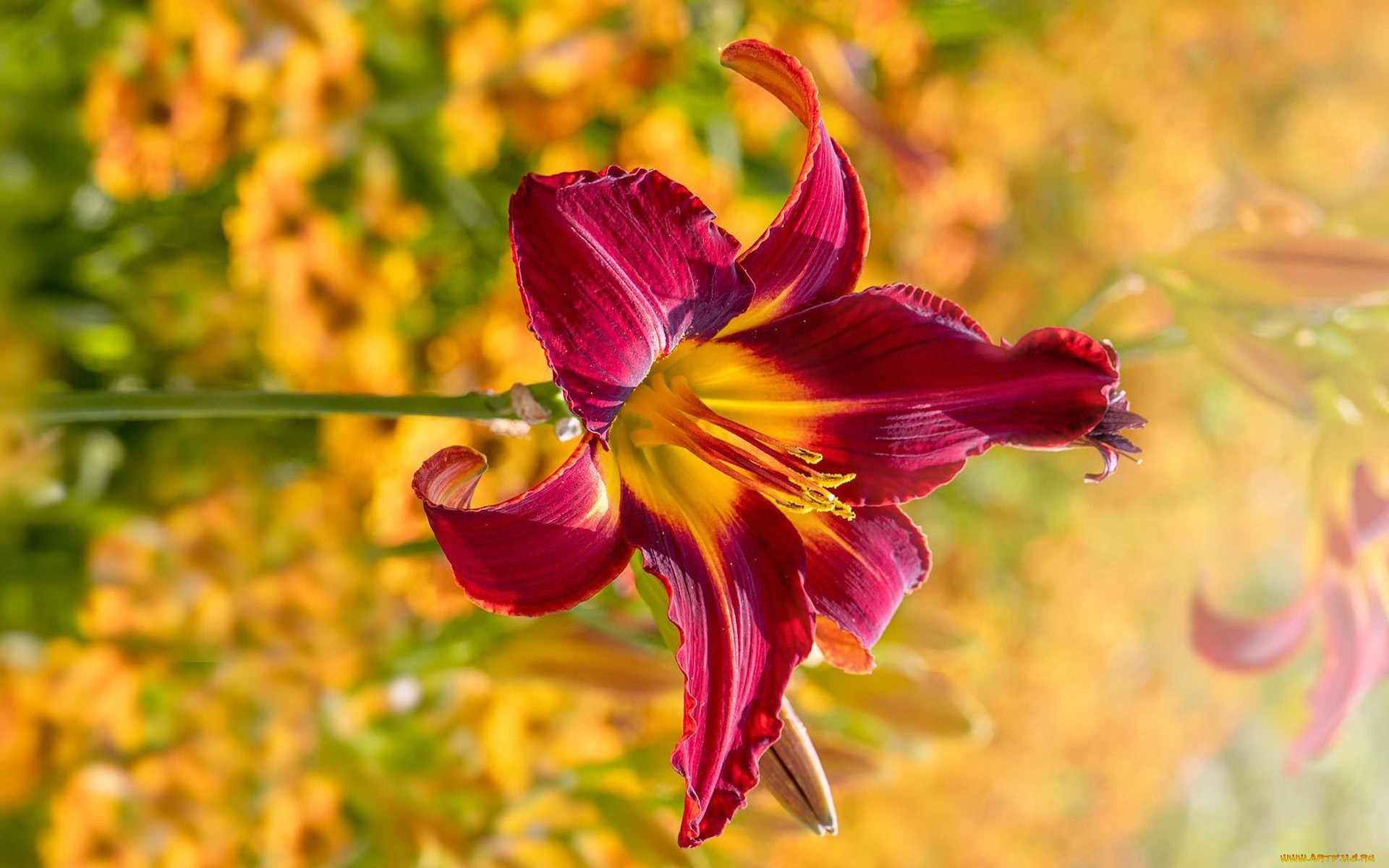 цветы, лилии, , лилейники, лилейник