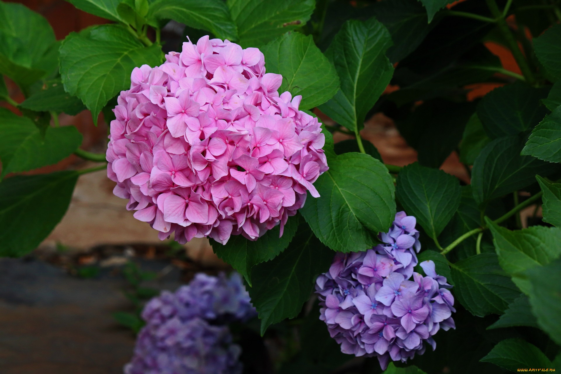 цветы, гортензия, розовая, куст
