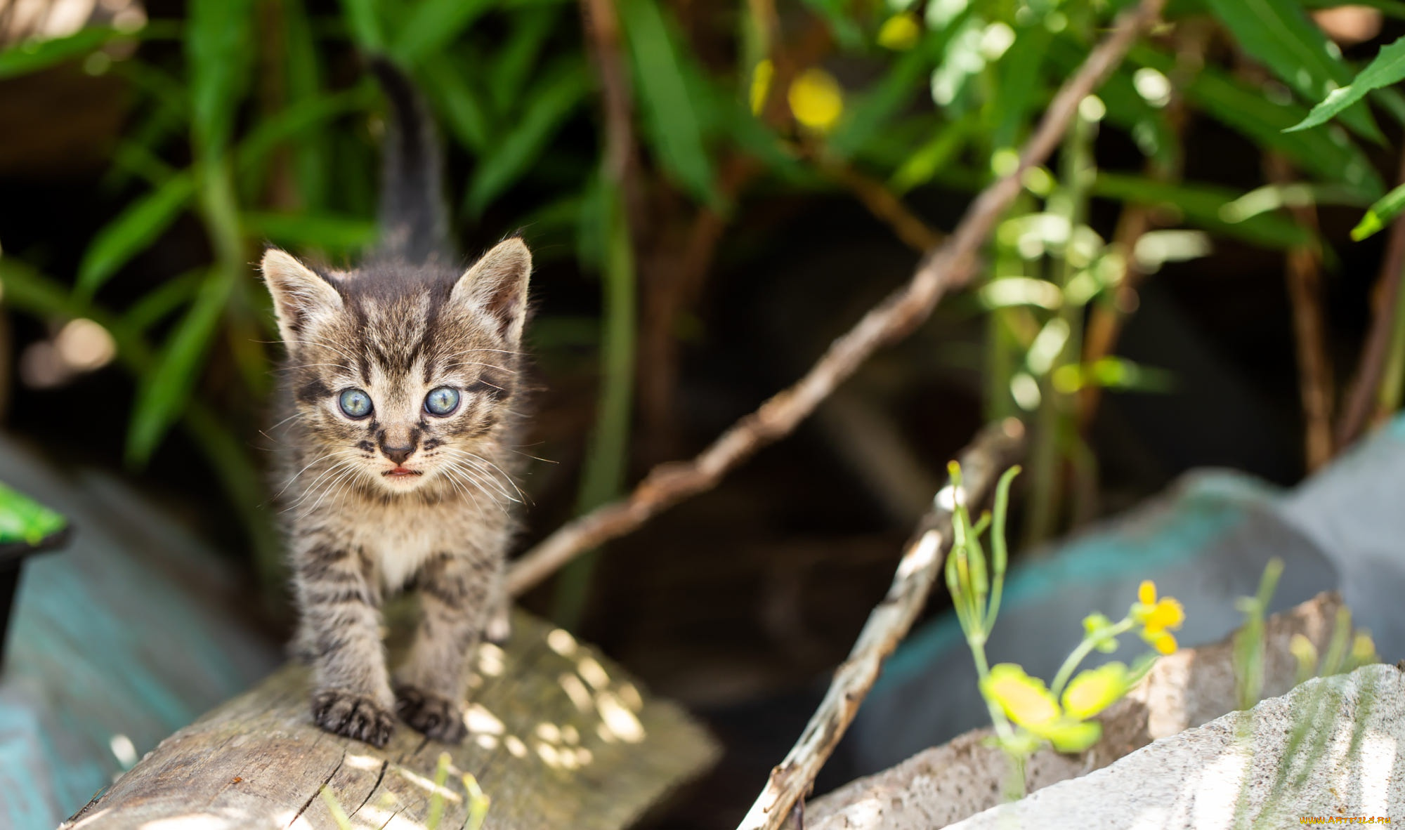 животные, коты, кот, кошка