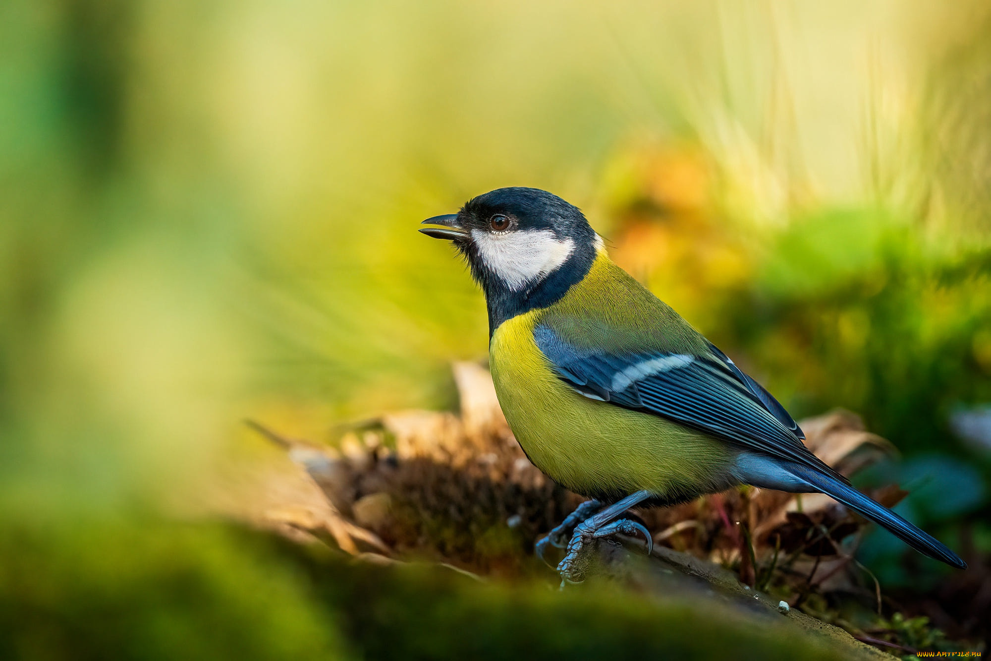 животные, синицы, , лазоревки, птички