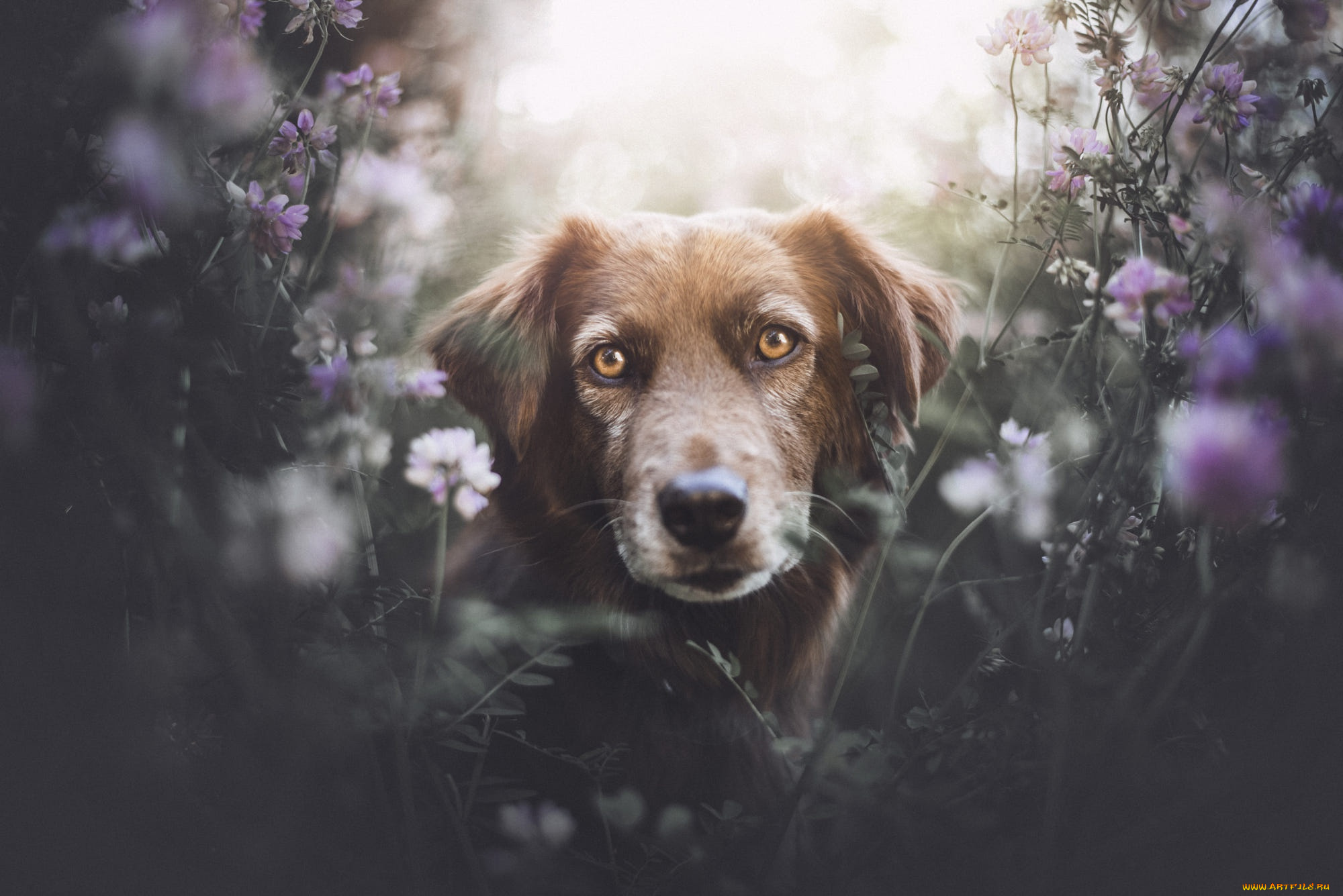 животные, собаки, собака