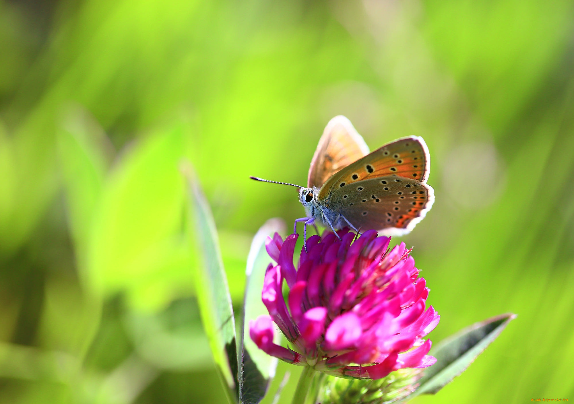 животные, бабочки, , мотыльки, , моли, цветок, макро
