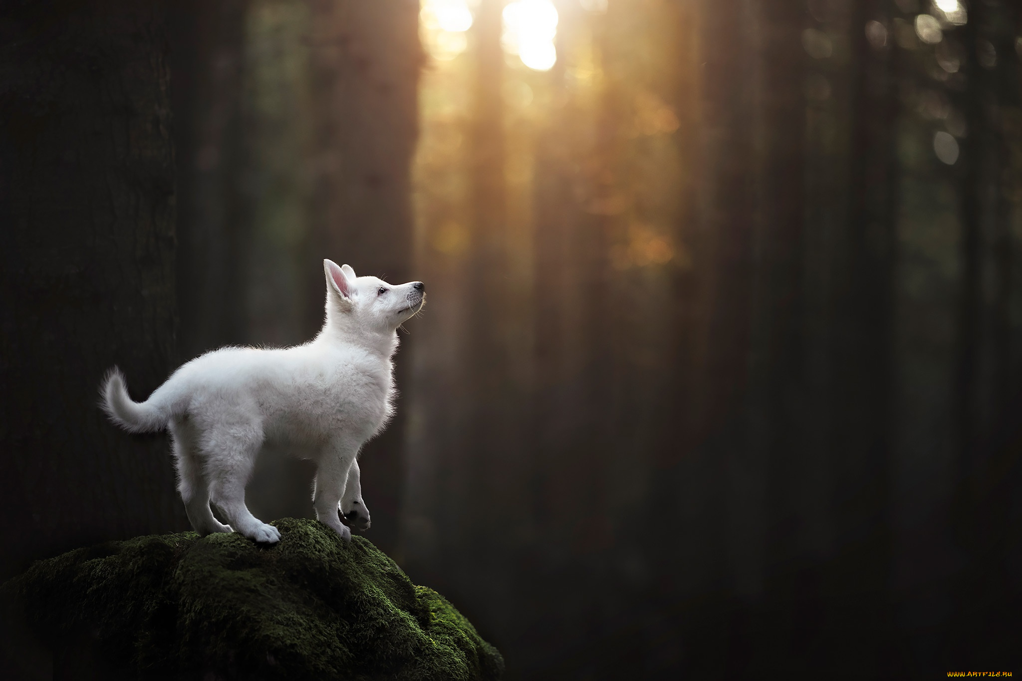 животные, собаки, собака