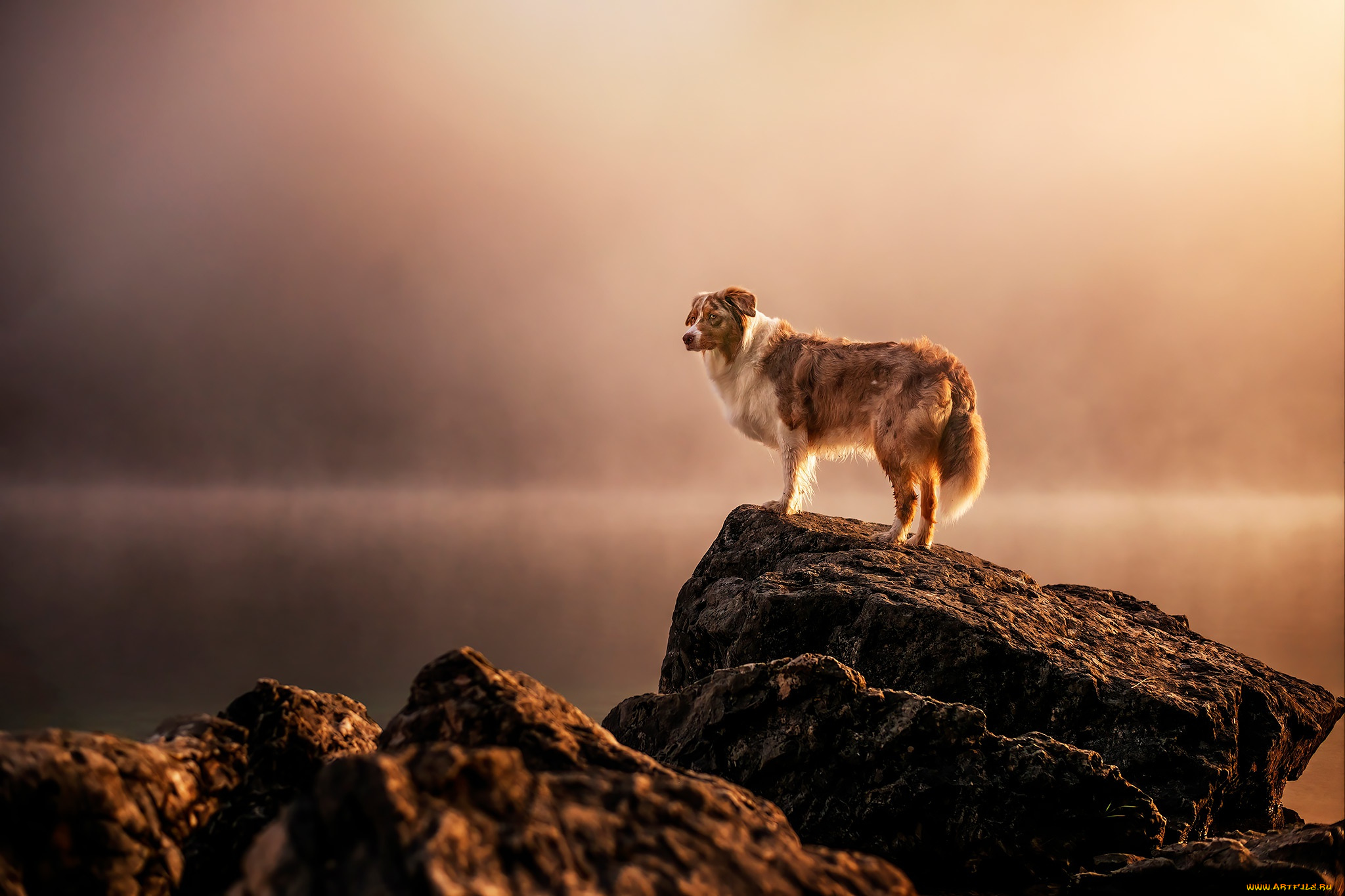 животные, собаки, собака