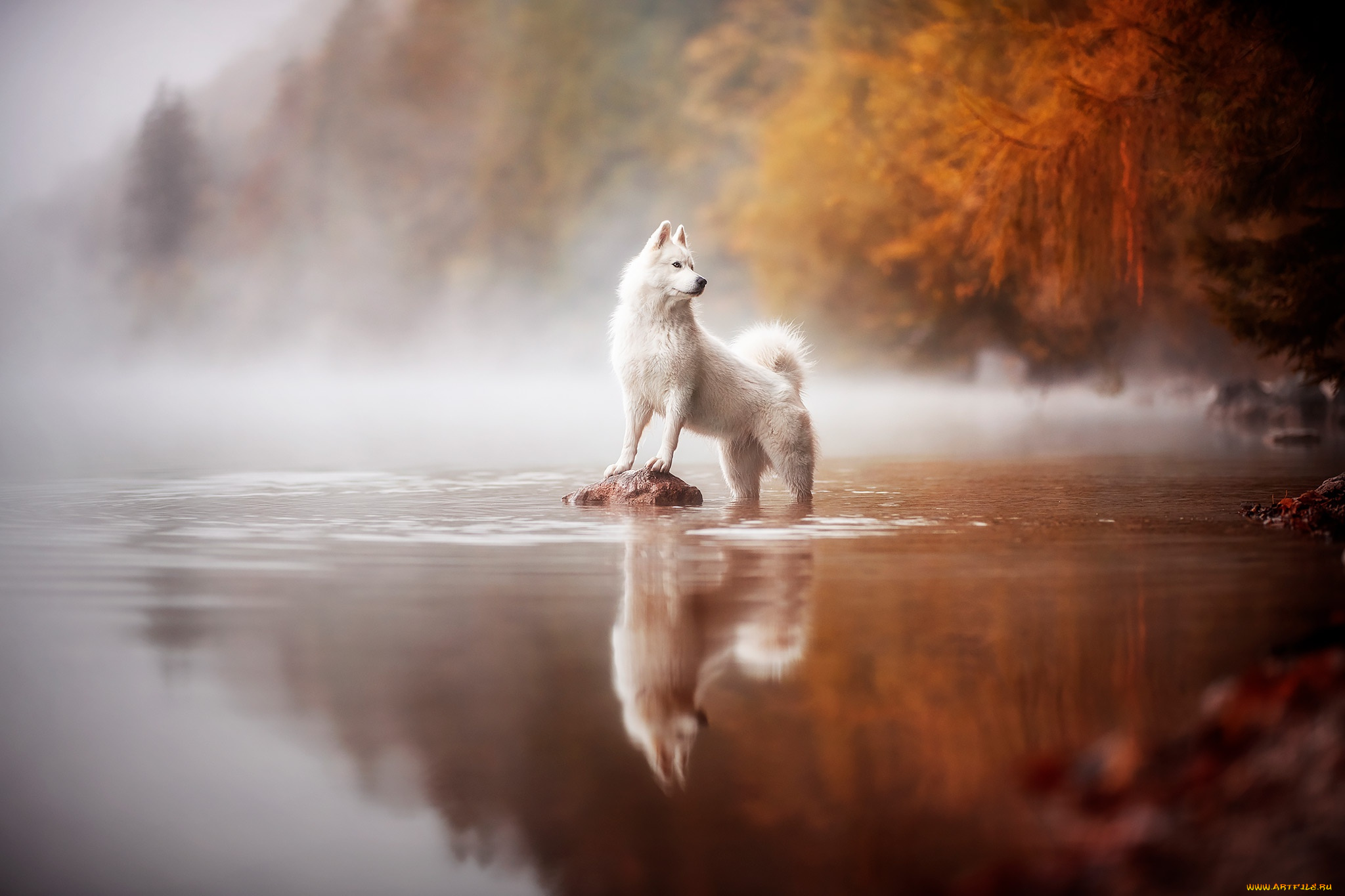 животные, собаки, собака