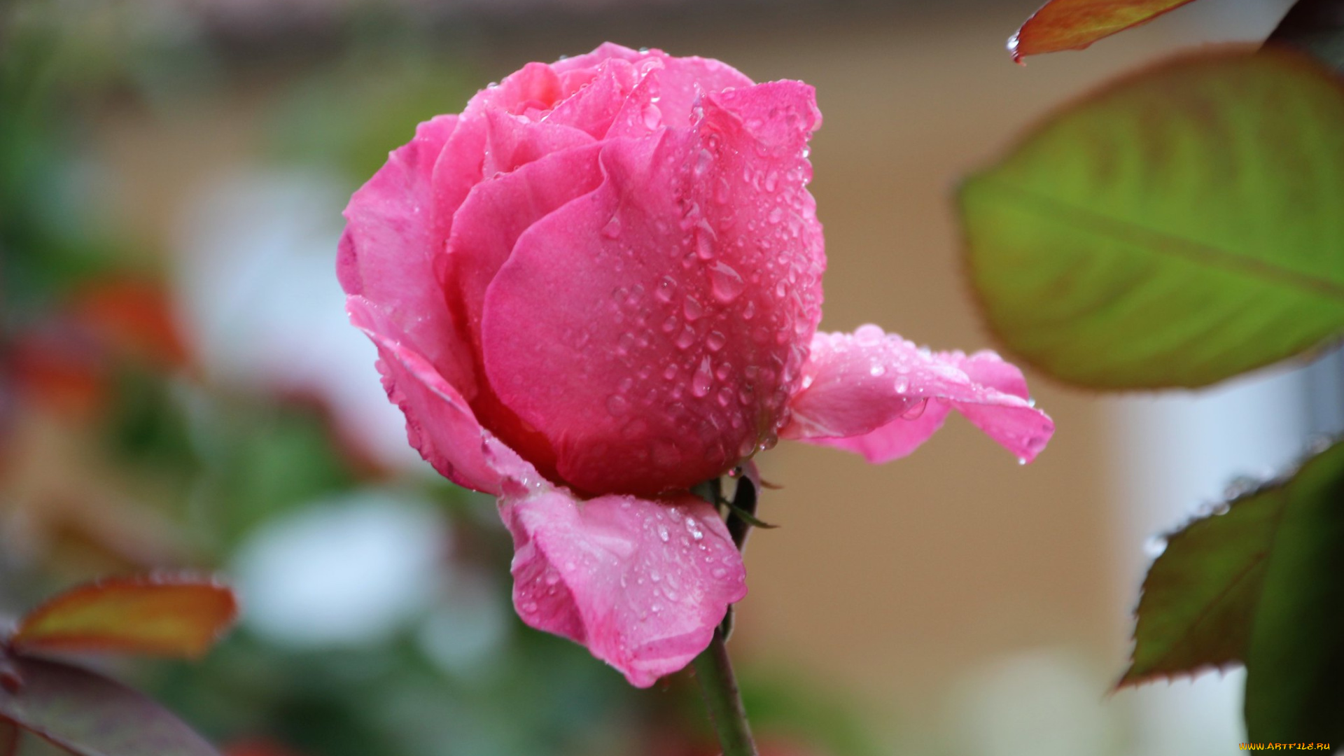 цветы, розы, розовая, роза, макро, бутон, капли