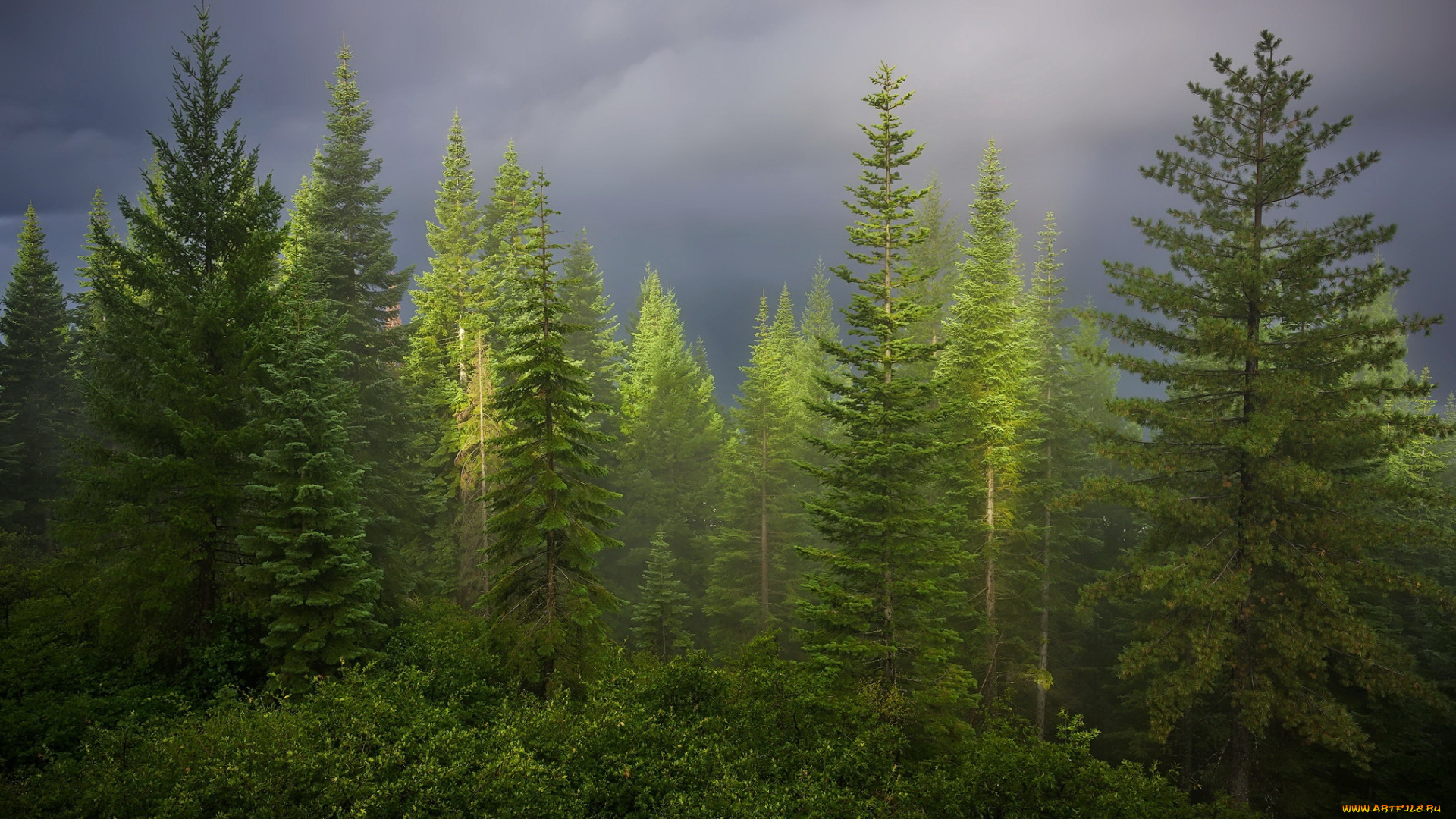 природа, лес, лето