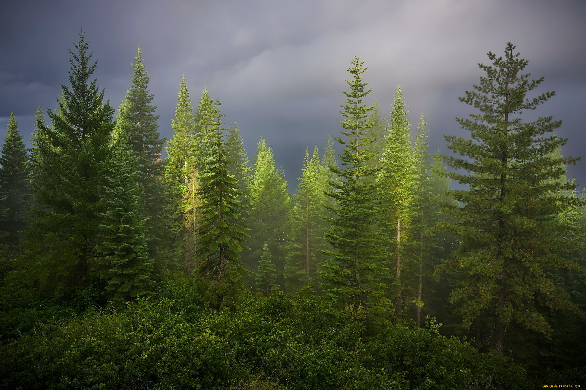 природа, лес, лето