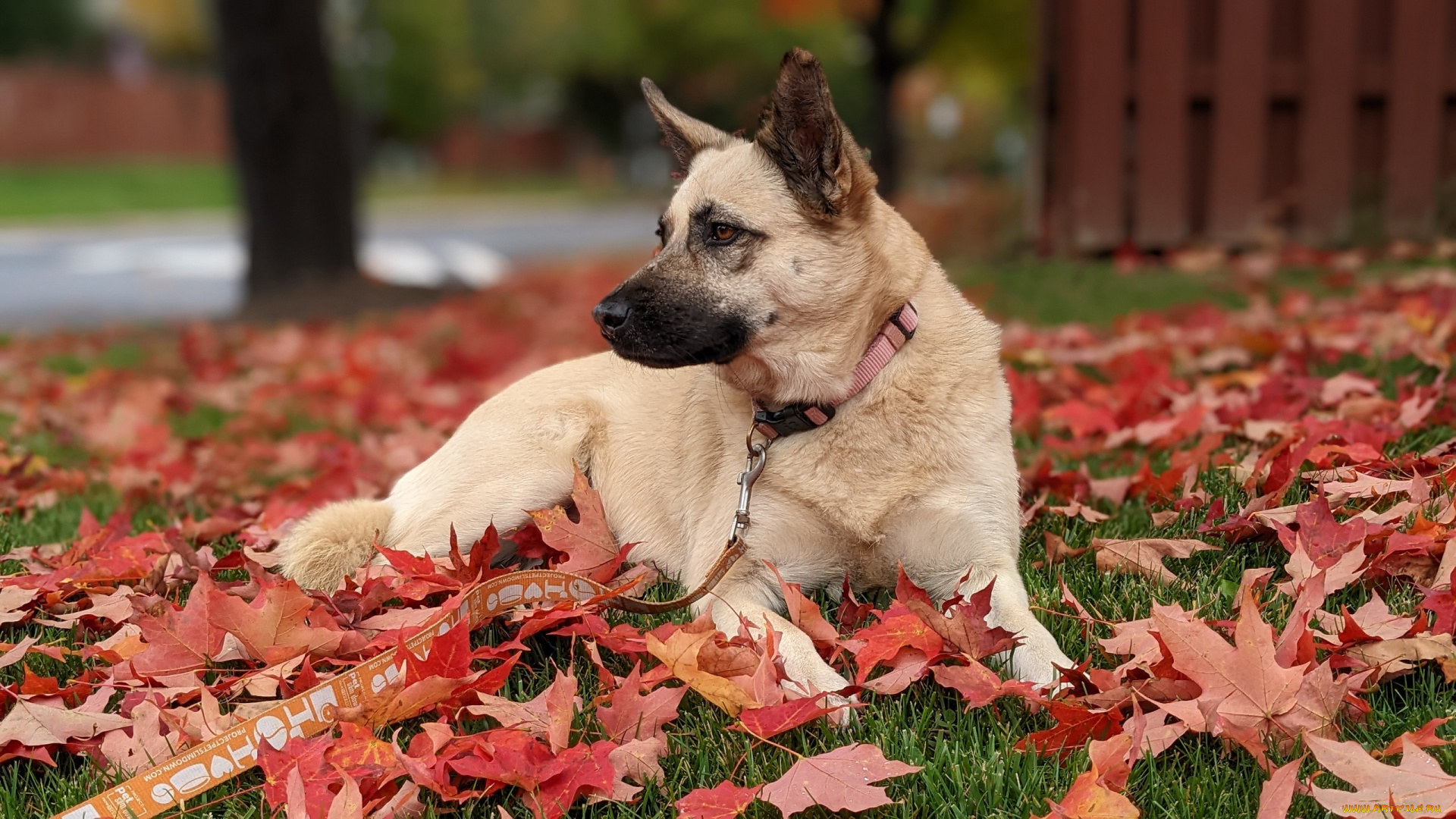 животные, собаки, осень