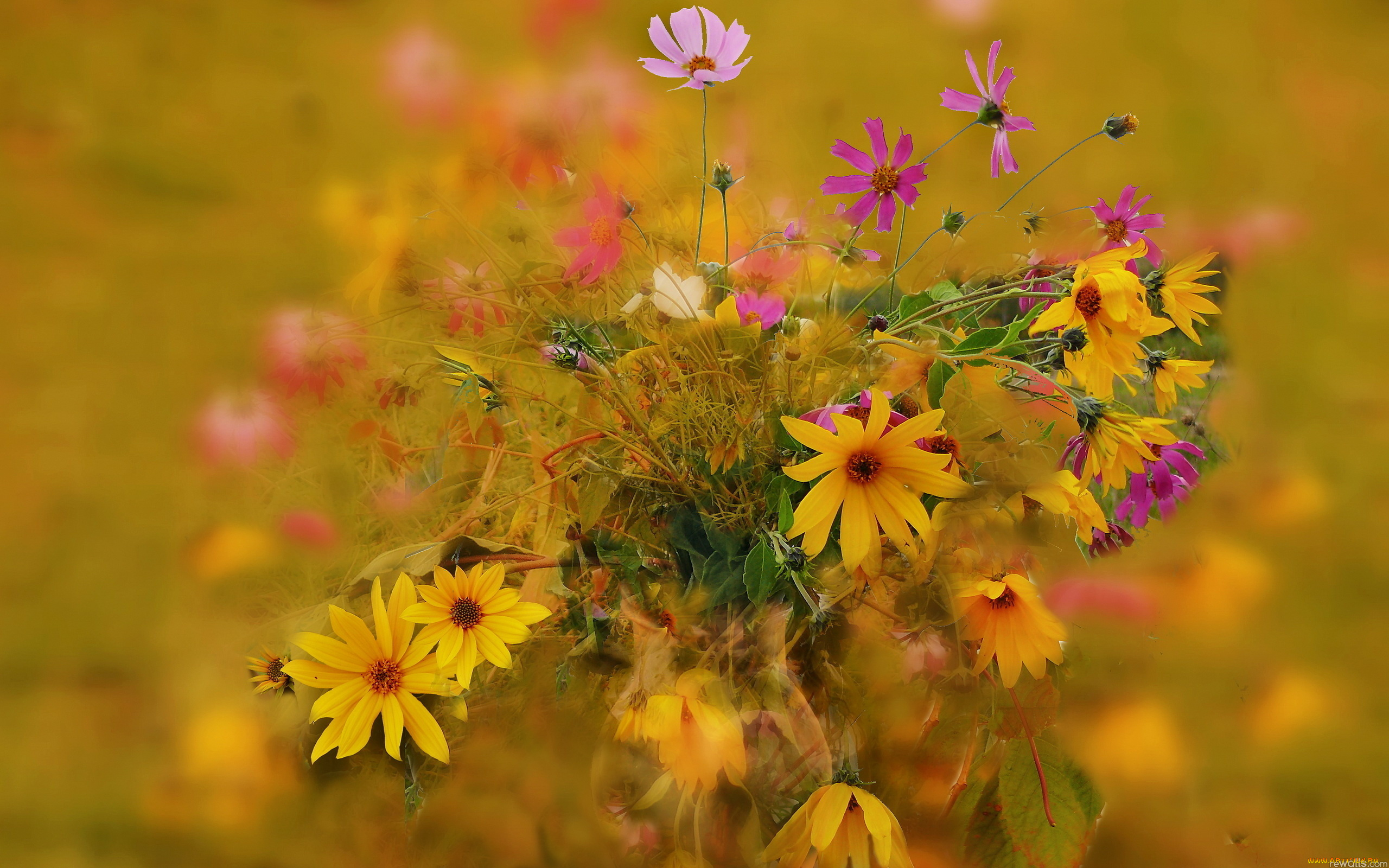 цветы, букеты, , композиции, букет