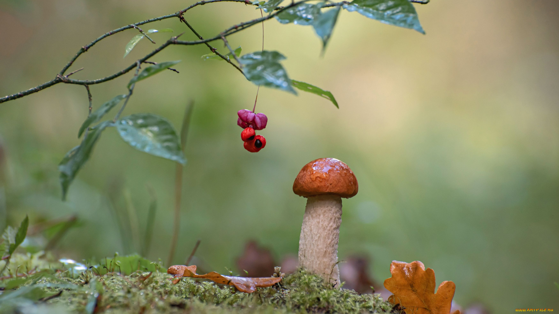 природа, грибы, осень, гриб