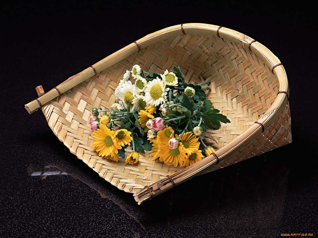 цветы, хризантемы