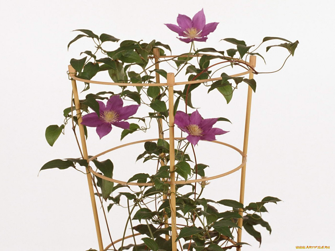 цветы, клематис, ломонос