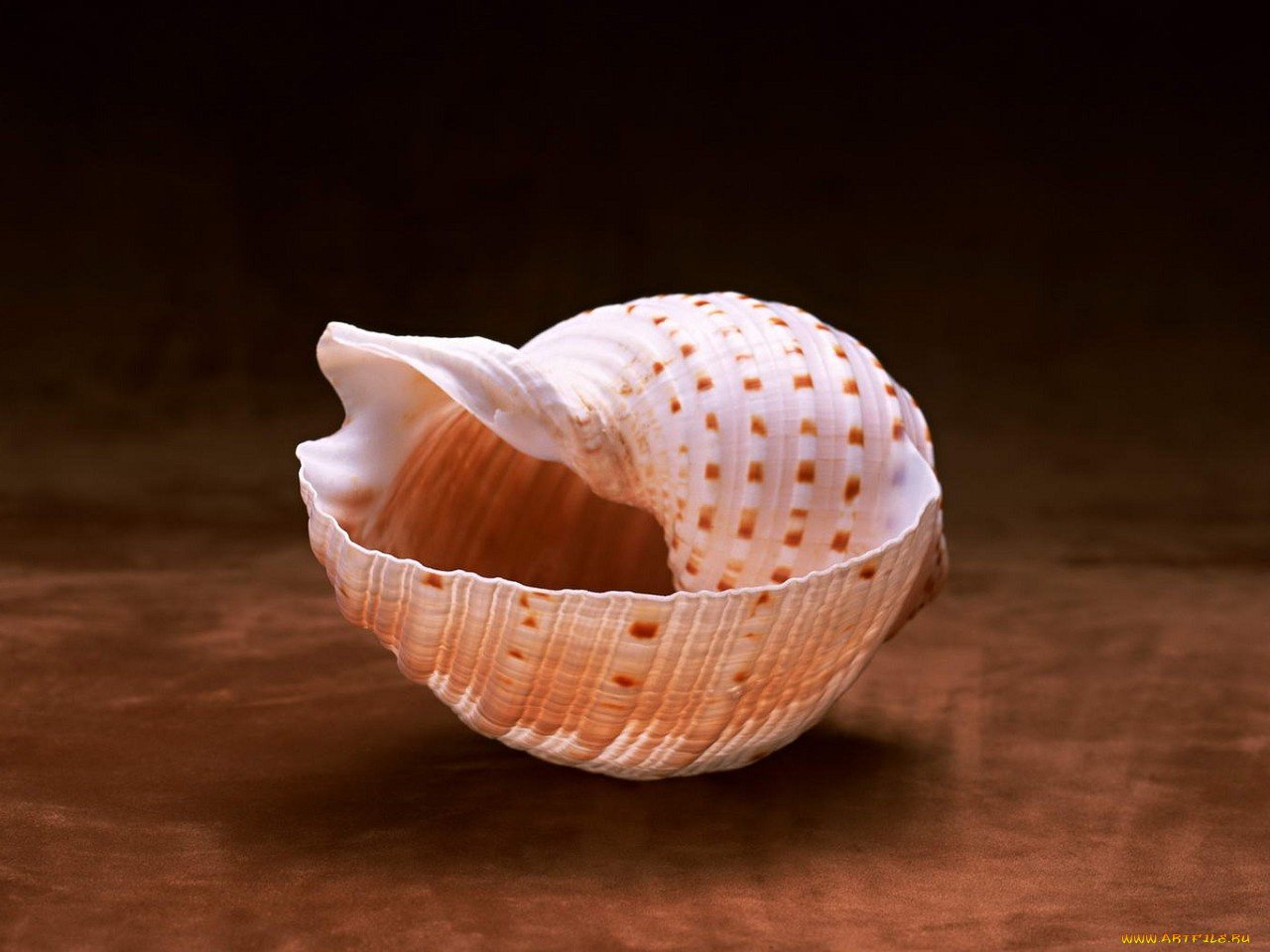 разное, ракушки, кораллы, декоративные, spa, камни