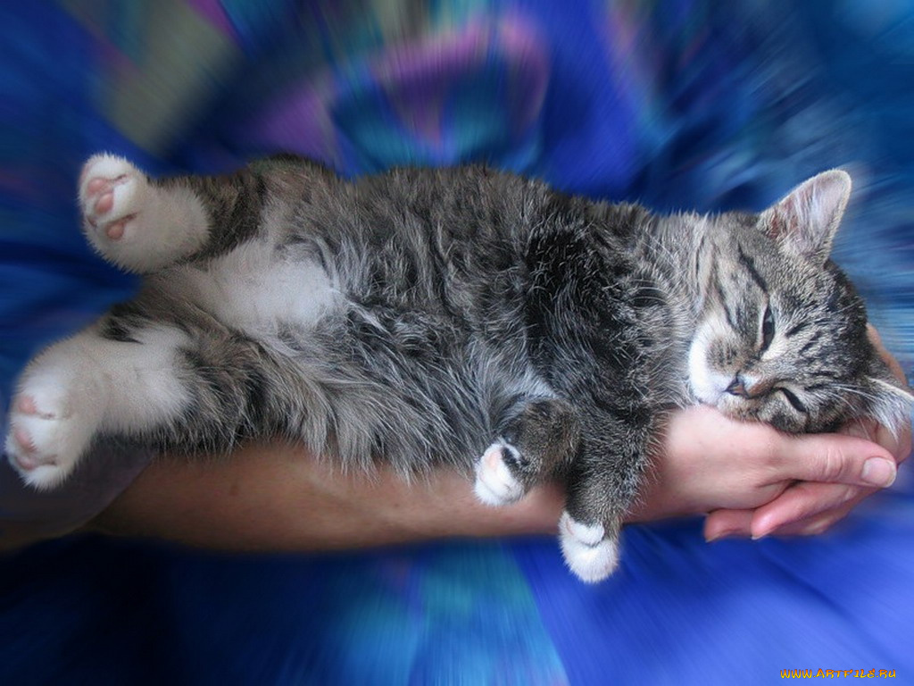 животные, коты