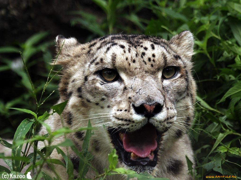 животные, снежный, барс, ирбис