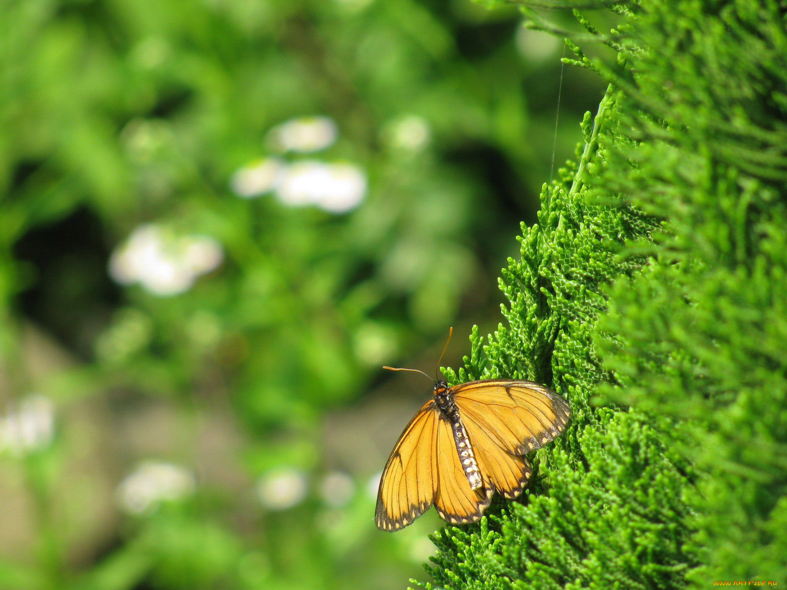 животные, бабочки