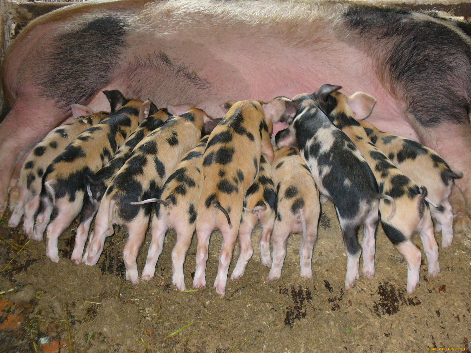 животные, свиньи, кабаны