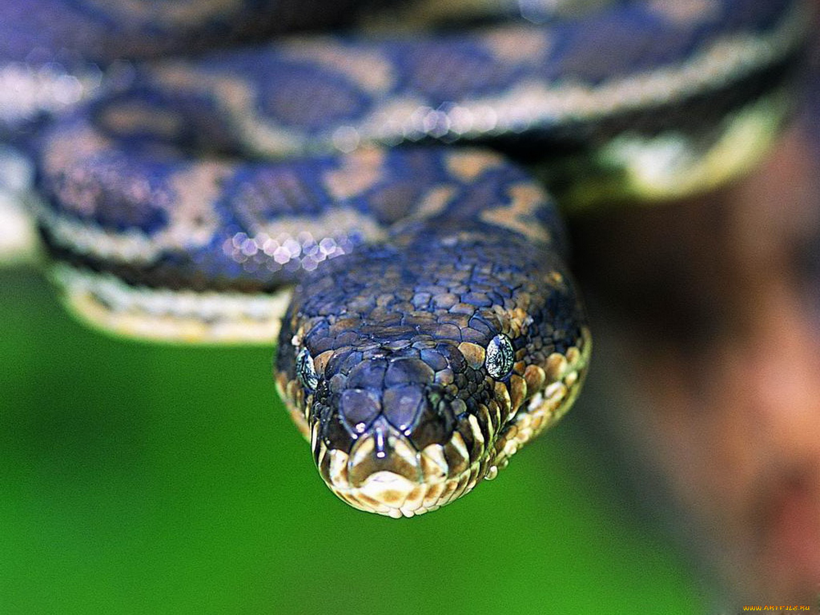 животные, змеи, питоны, кобры