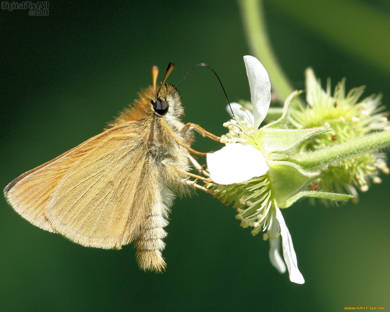 животные, бабочки