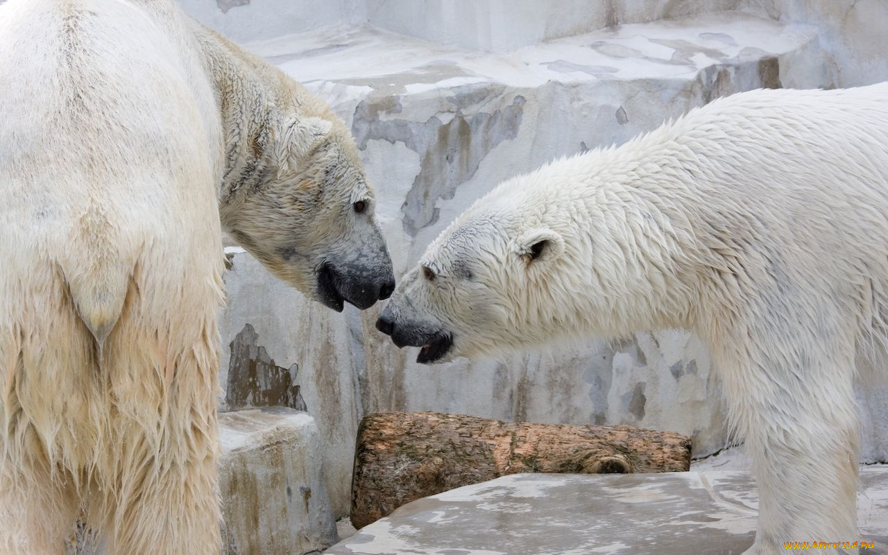 животные, медведи
