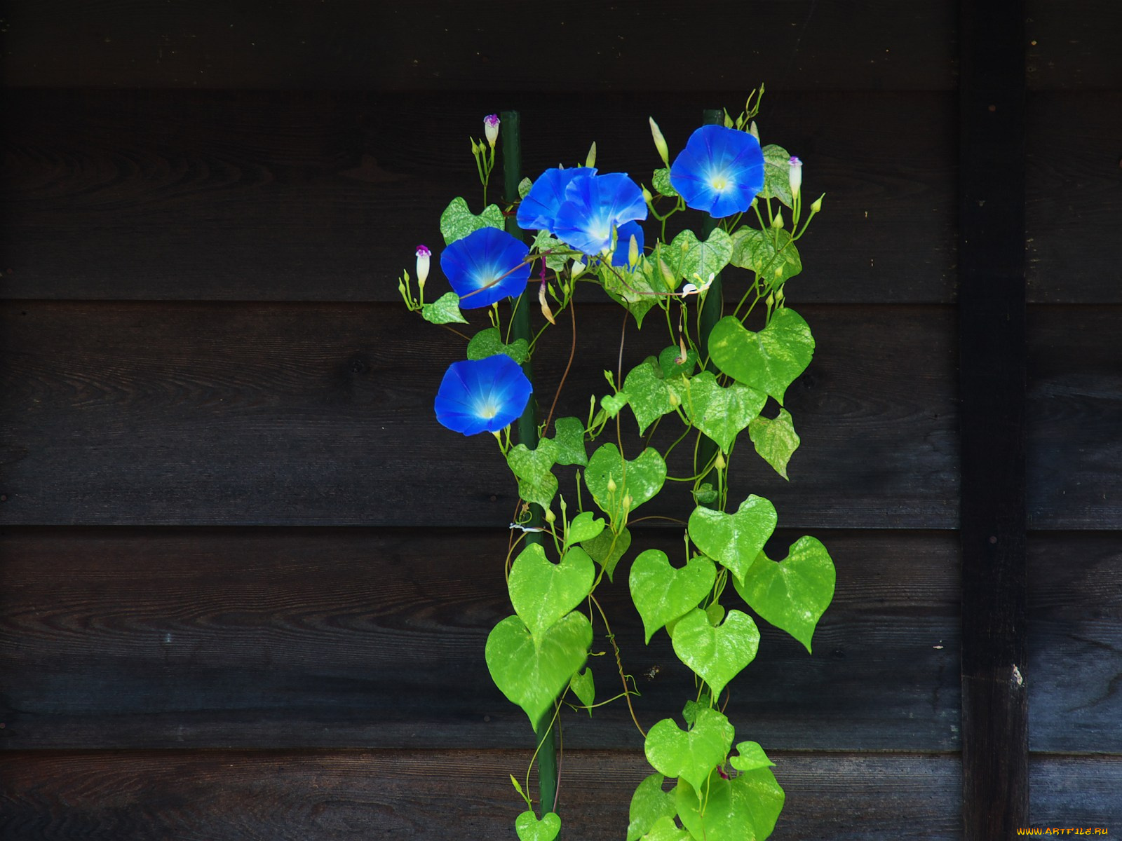 цветы, вьюнки, ипомеи