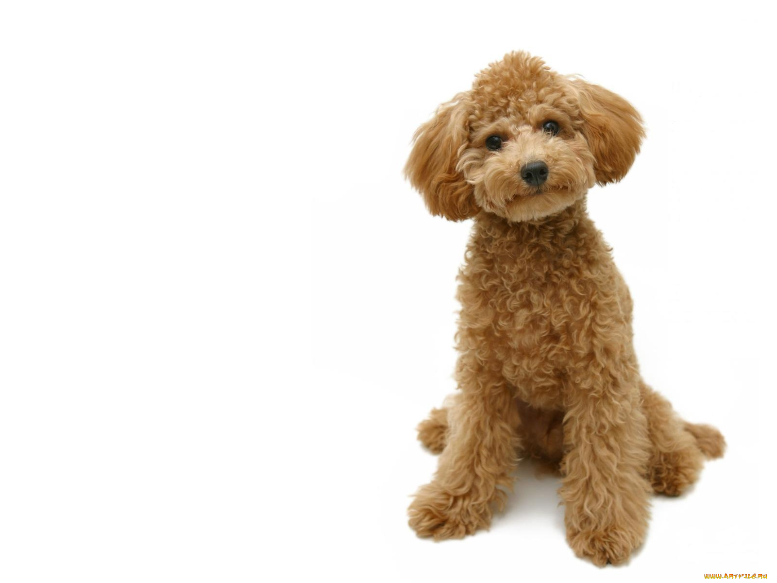 животные, собаки