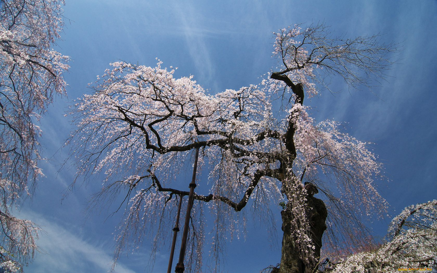 природа, деревья