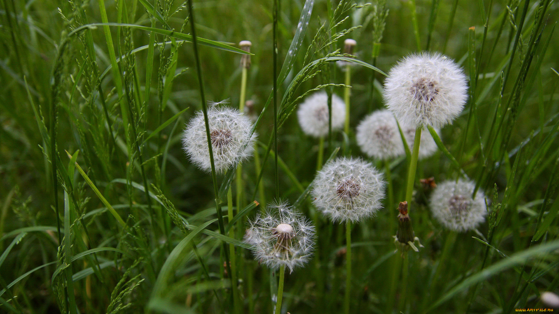 цветы, одуванчики