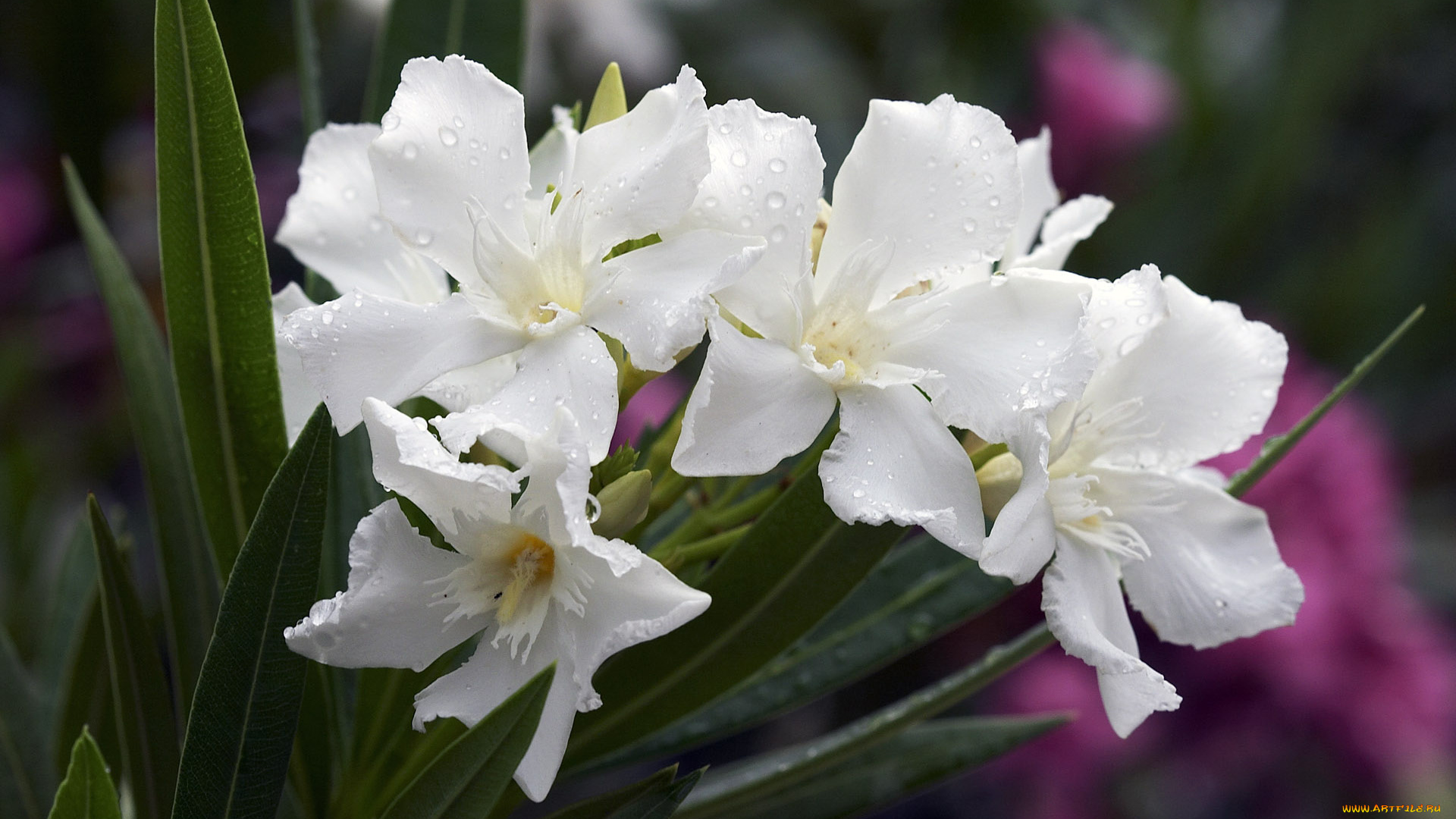 цветы, олеандры