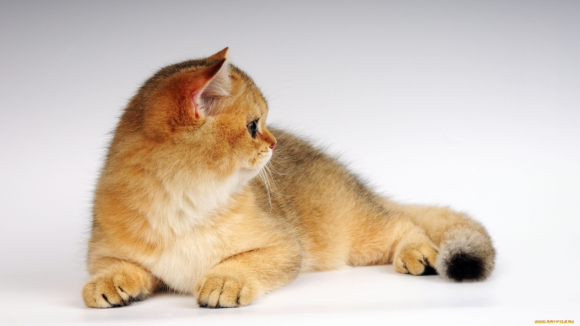 животные, коты