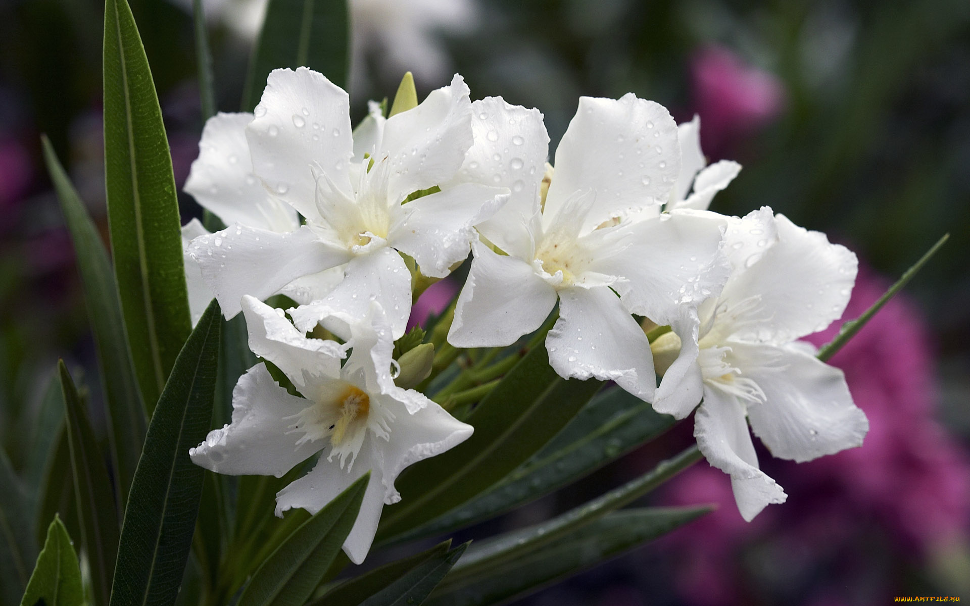 цветы, олеандры