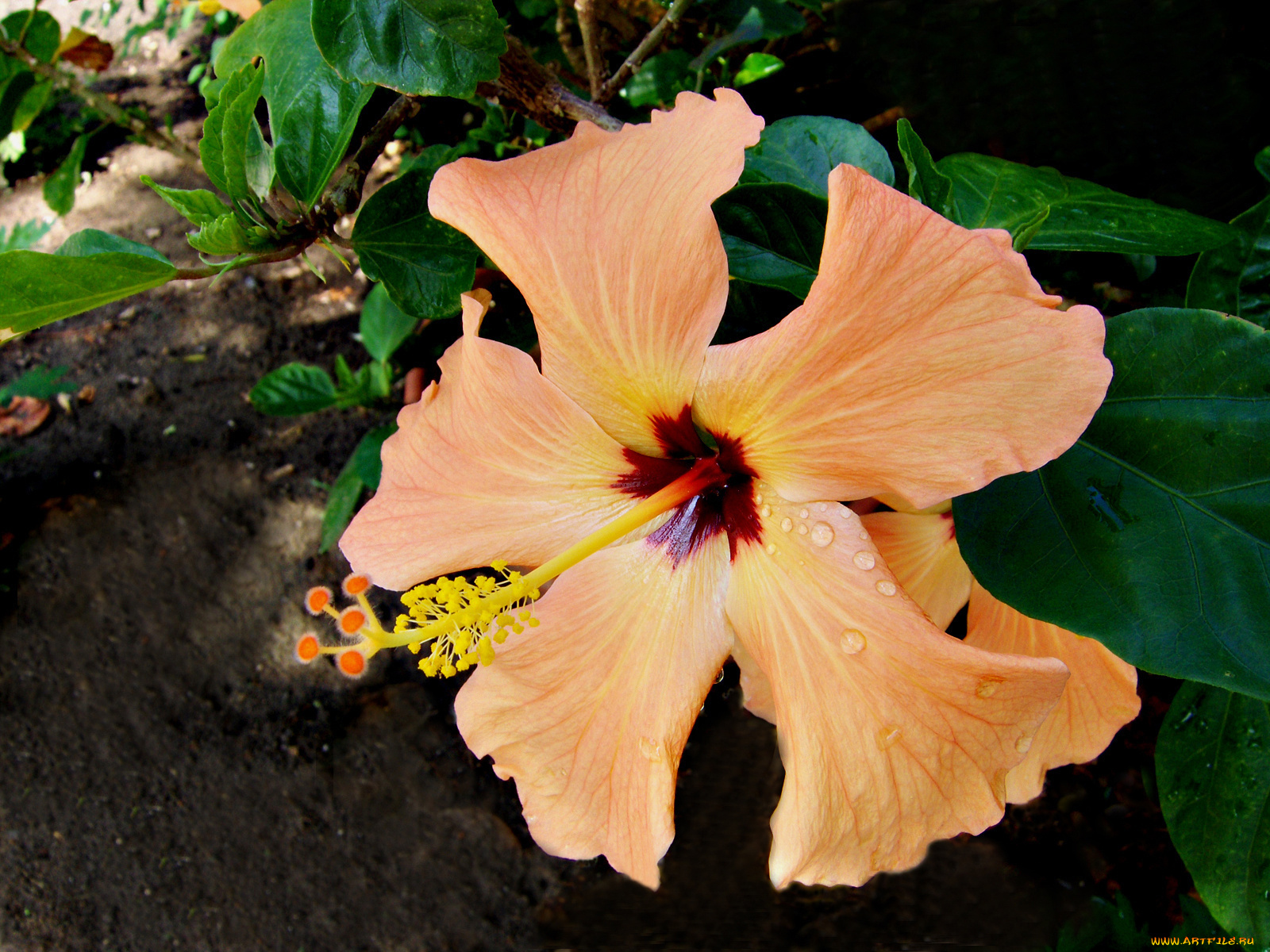 цветы, гибискусы