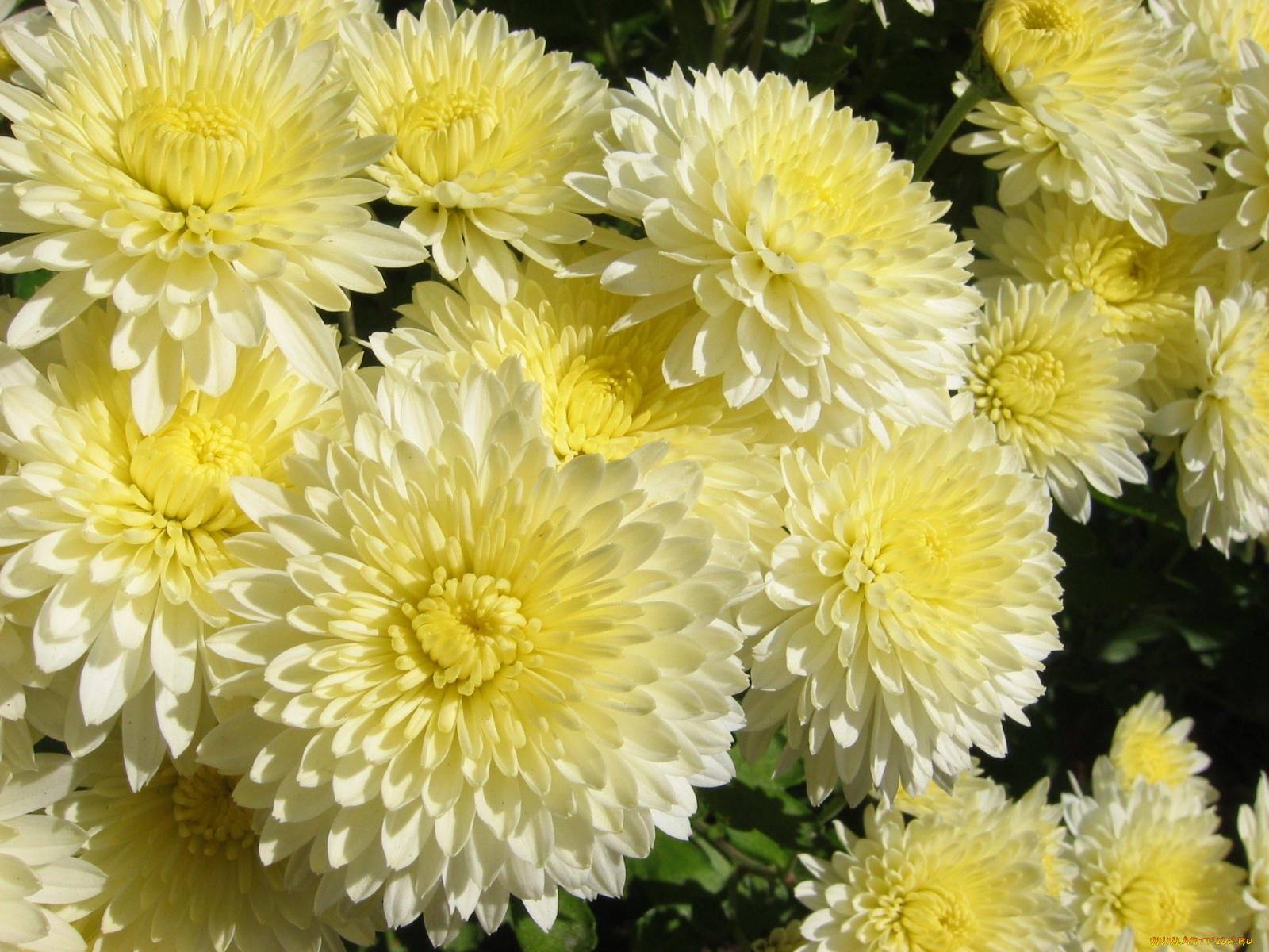 цветы, хризантемы