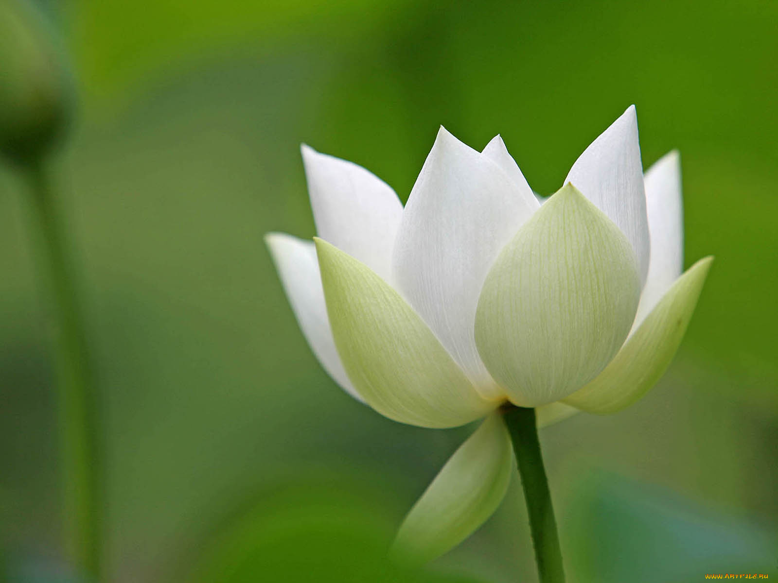 цветы, лотосы