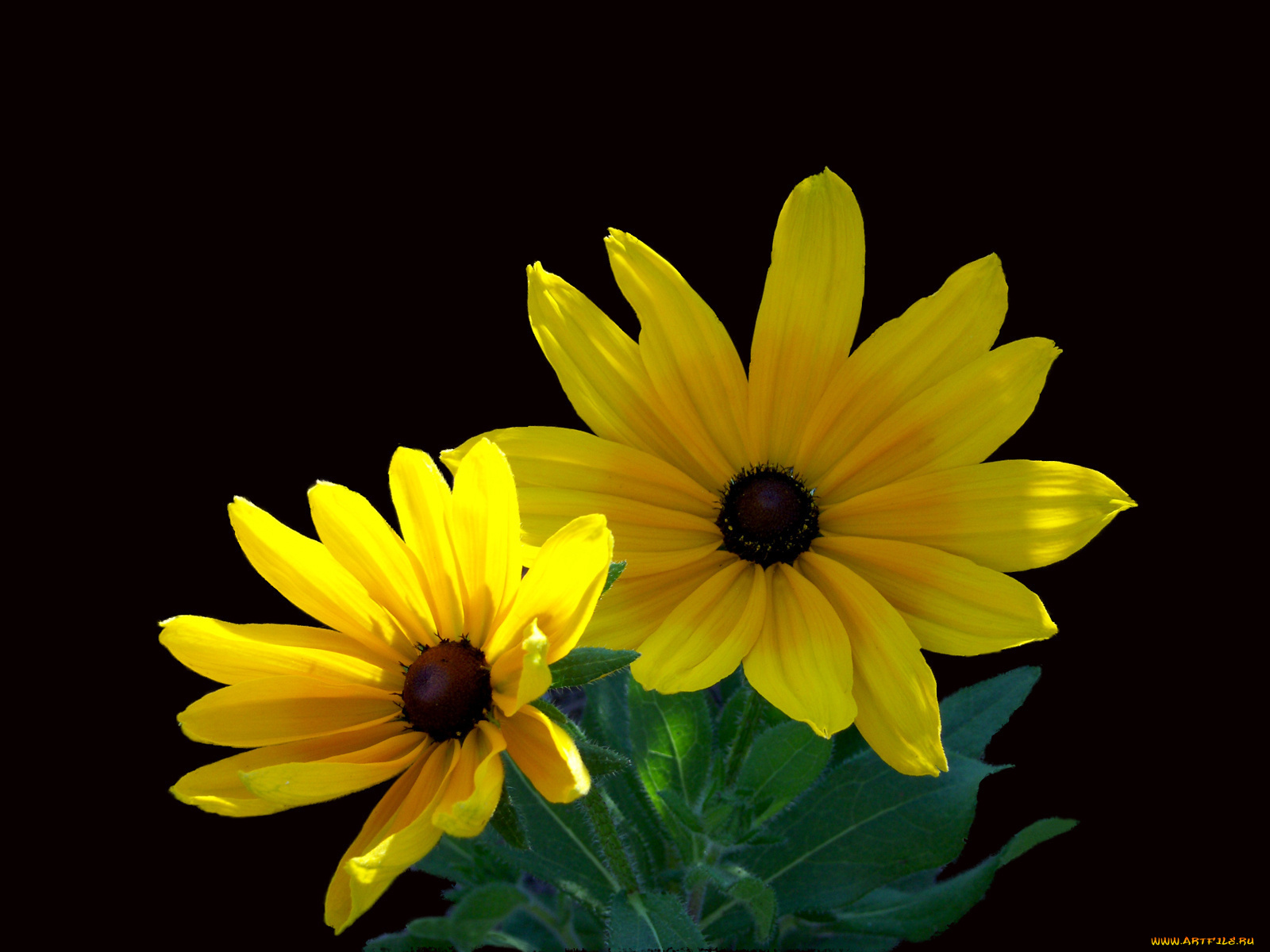 цветы, рудбекия