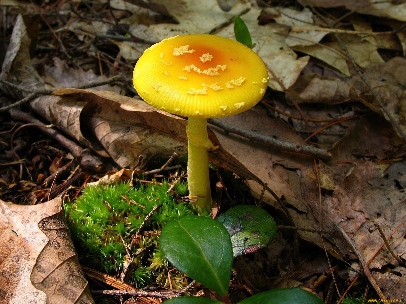 природа, грибы, мухомор